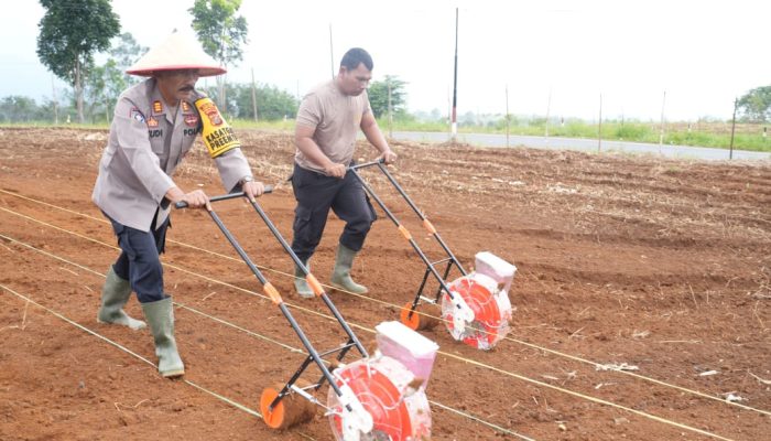 Kasat Binmas Polres Tapsel Lanjutkan Program Penanaman Jagung Serentak