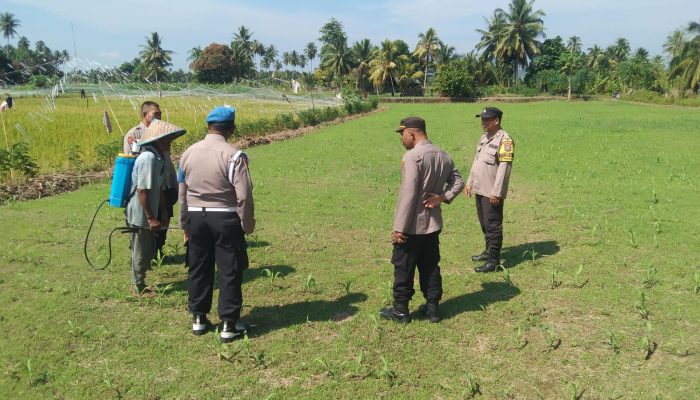 Polsek Batang Toru Cek Lahan Ketapang di Desa Telo