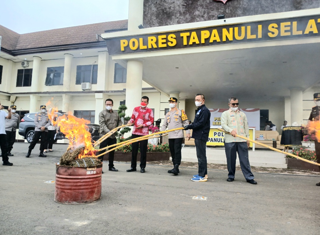 Kapolres Tapsel, AKBP Yasir Ahmadi, bersama Kepala BNNK Tapsel, Saiful Fadli, Kajari Tapsel, Muhammad Indra Muda Nasution, Kaban Kesbangpol Tapsel, Hamdy Pulungan, serta perwakilan dari Pengadilan, Dinas Kesehatan, dan Penasehat Hukum, memusnahkan barang bukti jenis ganja dengan cara dibakar