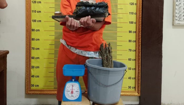 Lagi Ngetengi di Depan Minimarket, Pria di Sidimpuan dan Ganja 10 Kg lebih Ditangkap