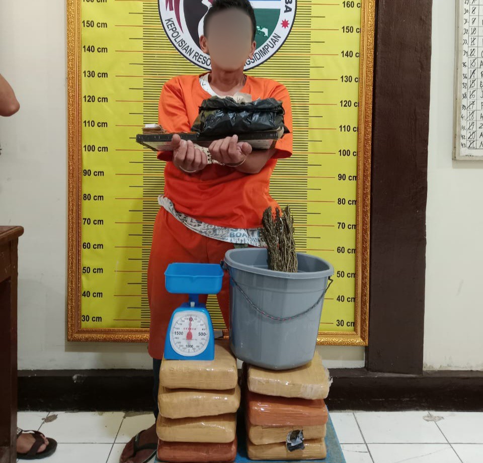 Seorang yang diduga pengedar berinisial, AGS menunjukkan barang bukti narkotika jenis ganja usai diciduk Tim Opsnal Sat Resnarkoba Polres Padangsidimpuan