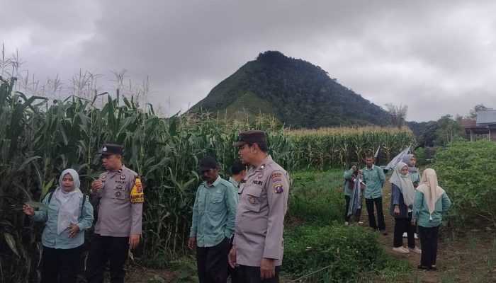 Percepatan Swasembada Pangan, Polsek SD Hole Cek Lahan Jagung