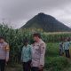 Personel Polsek SD Hole saat mengecek lahan Ketapang pertanian jagung binaan milik, Bella Pasaribu