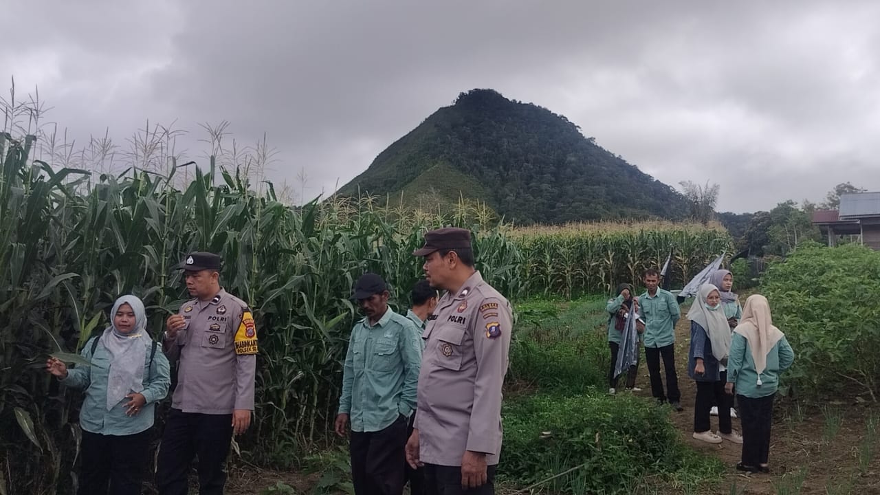 Personel Polsek SD Hole saat mengecek lahan Ketapang pertanian jagung binaan milik, Bella Pasaribu