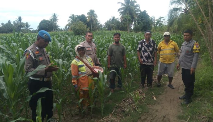 Polsek Batang Toru Cek Progres Pertumbuhan Jagung di Desa Telo