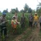 Personel Polsek Batang Toru, kembali lakukan pengecekan progres pertumbuhan jagung di lahan pertanian di Pulo Godang