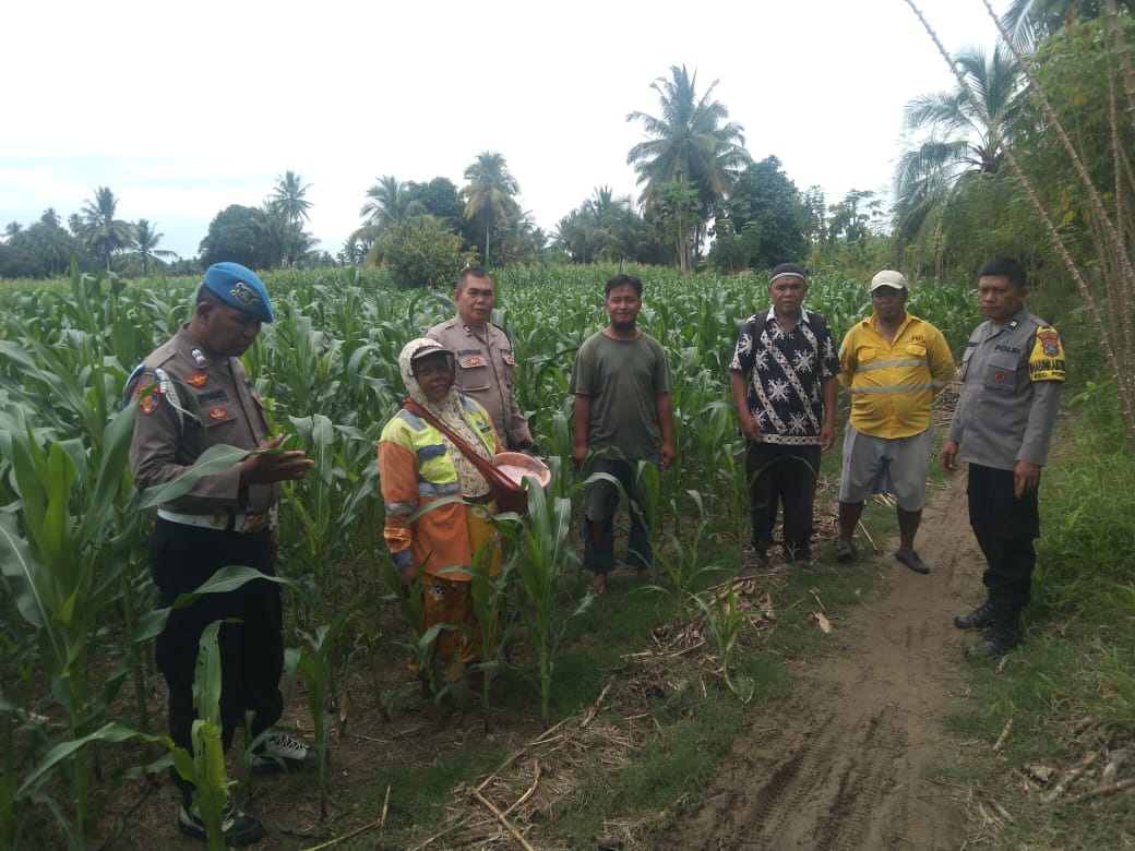 Personel Polsek Batang Toru, kembali lakukan pengecekan progres pertumbuhan jagung di lahan pertanian di Pulo Godang