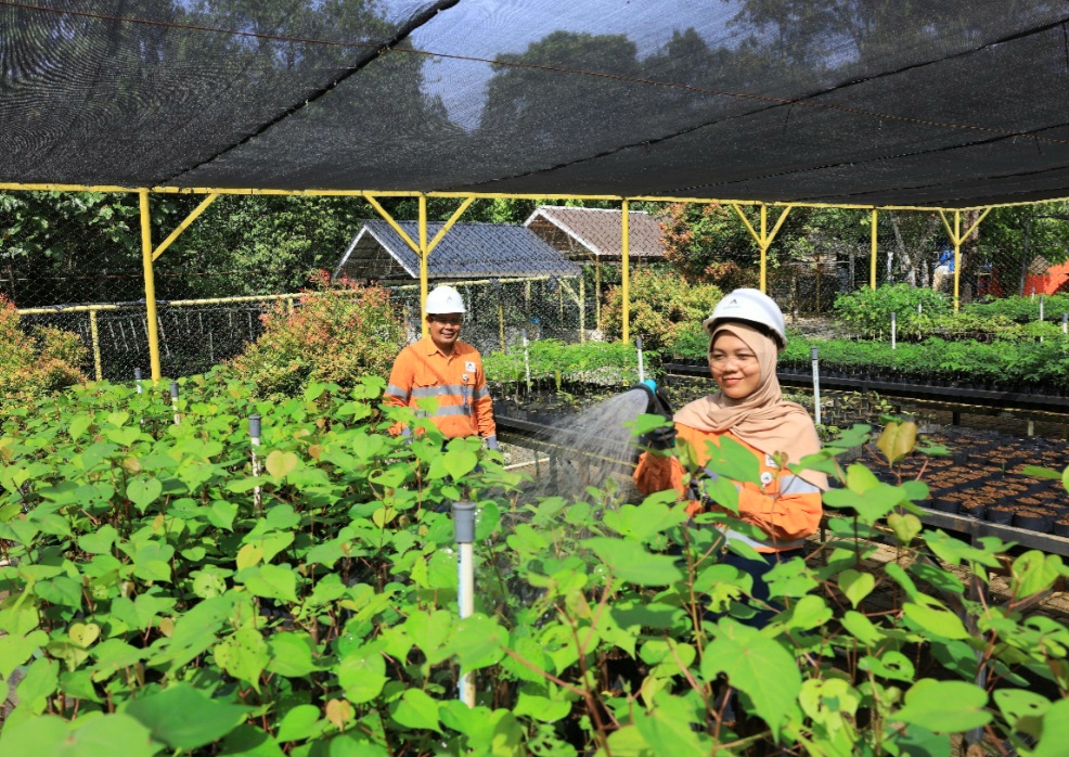 Karyawan tengah merawat tanaman lokal di fasilitas pembibitan (Nursery) PT AR yang terletak di dalam site Tambang Emas Martabe, Batang Toru, Tapanuli Selatan
