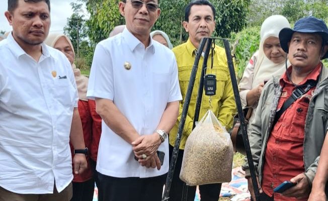 Panen Raya Nasional, 1 Hektare Sawah Di Tapsel Hasilkan 7,2 Ton Gabah Padi