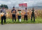 Dukung Ketapang, Polsek Sipirok Panen Jagung Bersama Masyarakat
