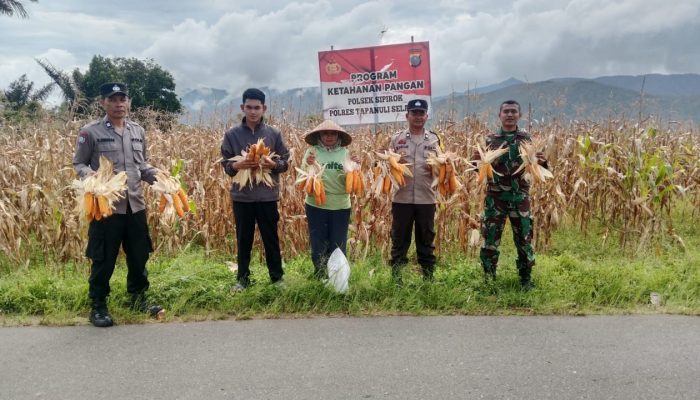 Dukung Ketapang, Polsek Sipirok Panen Jagung Bersama Masyarakat
