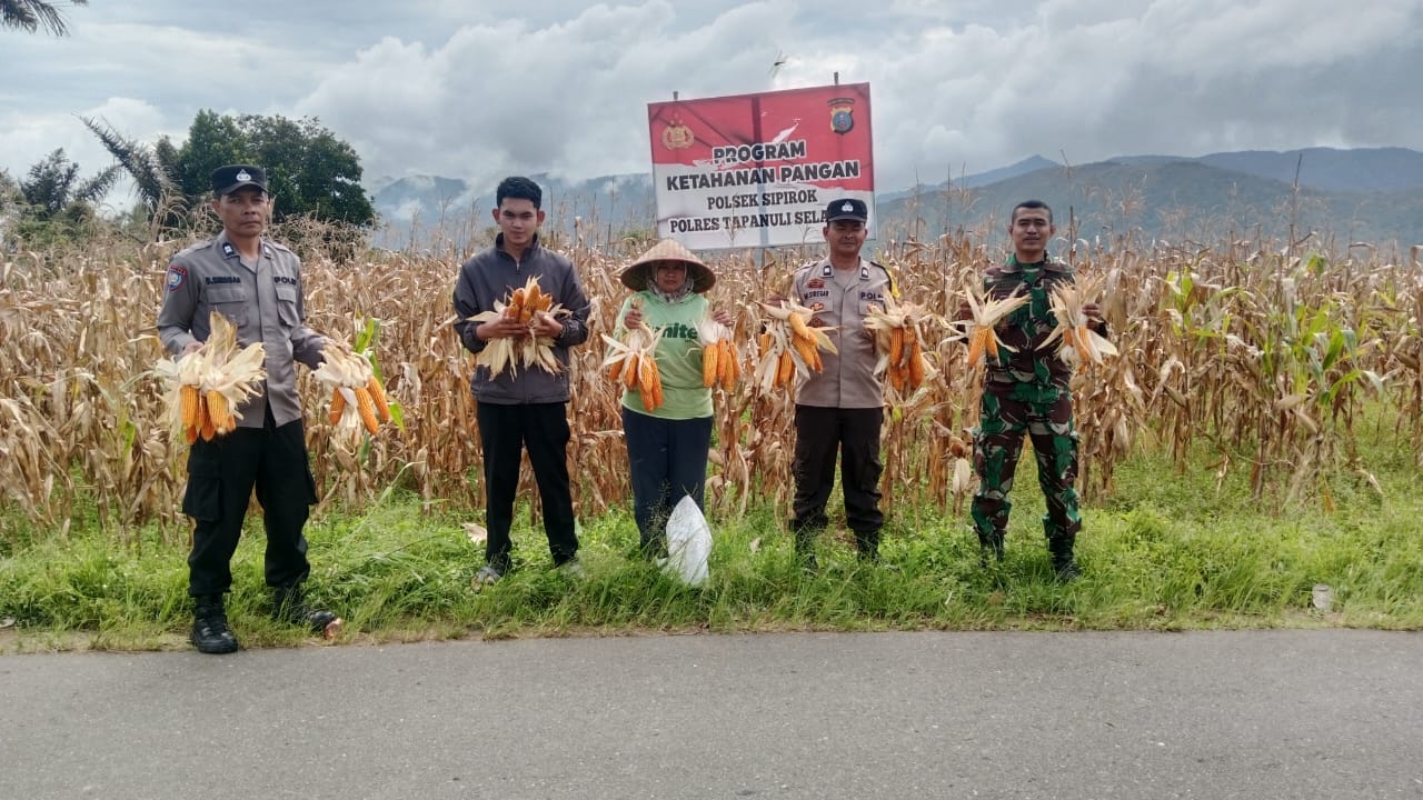 Personel Polsek Sipirok saat panen jagung bersama masyarakat dan unsur Forkopimcam