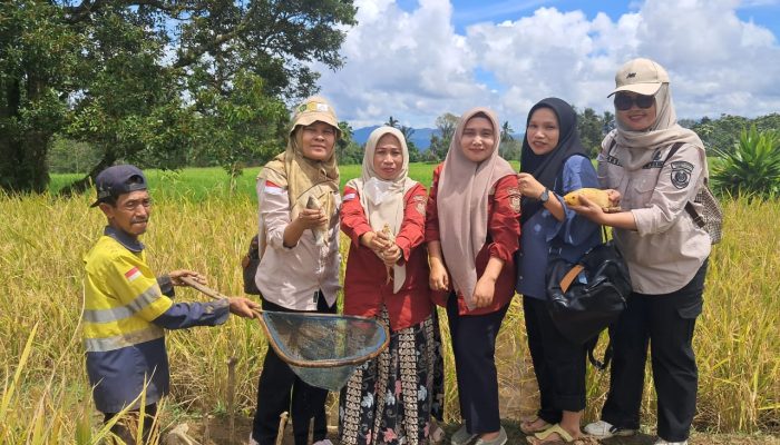 Panen Padi Dan Ikan Bersamaan, Tapsel Menuju Swasembada Pangan