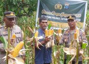 Kapolsek Batang Angkola Ikut Panen Jagung Raya, Bukti Dukung Ketahanan Pangan