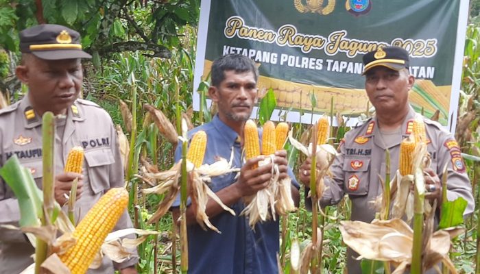 Kapolsek Batang Angkola Ikut Panen Jagung Raya, Bukti Dukung Ketahanan Pangan