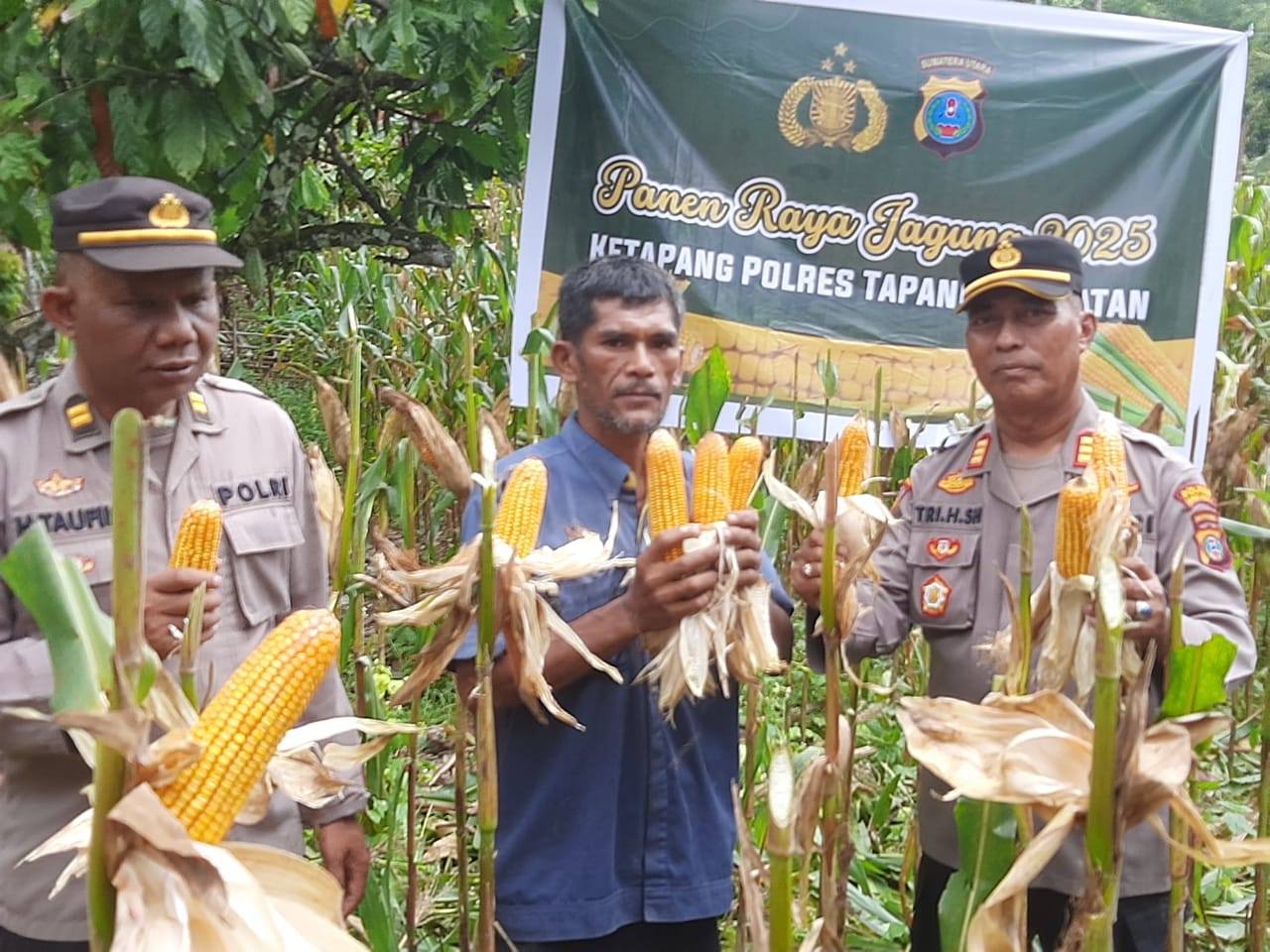 Kapolsek Batang Angkola, AKP R Trihardjanto, dan Plh Kasat Binmas Polres Tapanuli Selatan, saat panen jagung raya bersama di lahan seluas 1 Hektar milik warga atas nama, Tulus di Desa Huta Padang