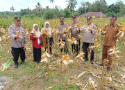 Kasat Binmas Tapsel Panen Jagung dengan Warga: Komitmen Dukung Ketapang