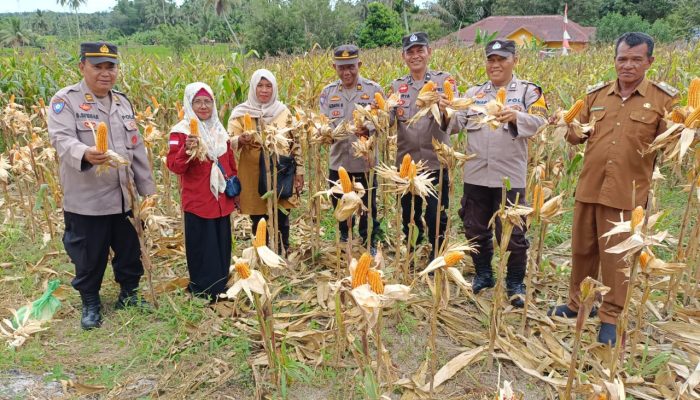 Kasat Binmas Tapsel Panen Jagung dengan Warga: Komitmen Dukung Ketapang