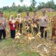 Kasat Binmas Polres Tapsel, Iptu Taufik Manullang, saat panen jagung raya bersama dengan warga di lahan seluas 0,5 Hektar milik, P Harahap, di Desa Pal XI