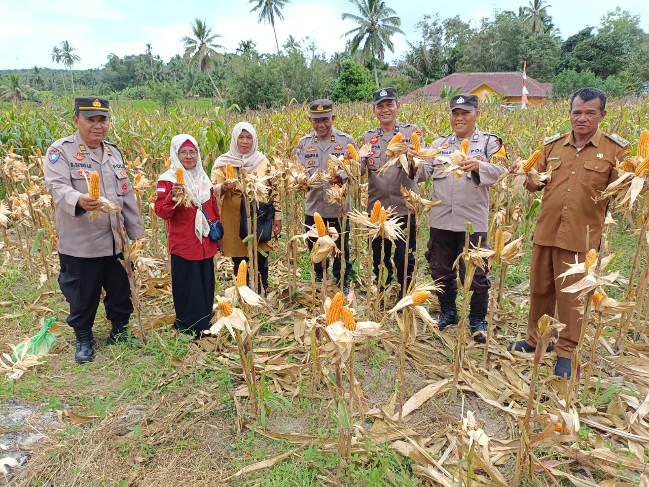 Kasat Binmas Polres Tapsel, Iptu Taufik Manullang, saat panen jagung raya bersama dengan warga di lahan seluas 0,5 Hektar milik, P Harahap, di Desa Pal XI
