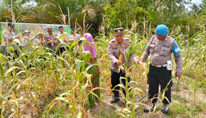Panen 4 Ton Jagung dengan Warga, Bukti Polres Tapsel Dukung Ketapang
