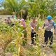 Jajaran Sat Binmas Polres Tapsel saat panen raya jagung bersama dengan warga di lahan seluas 1 Hektar di pertapakan Polres Paluta