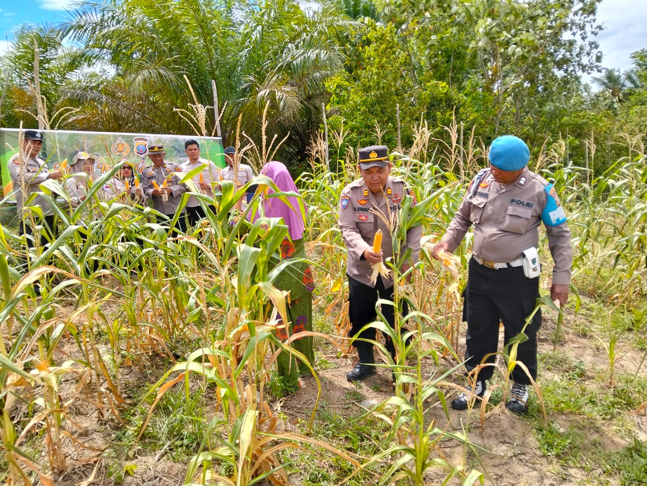 Jajaran Sat Binmas Polres Tapsel saat panen raya jagung bersama dengan warga di lahan seluas 1 Hektar di pertapakan Polres Paluta