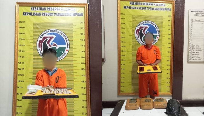 Ungkap Rantai Peredaran Ganja, Polisi di Sidimpuan Tangkap Kurir dan Pengedar