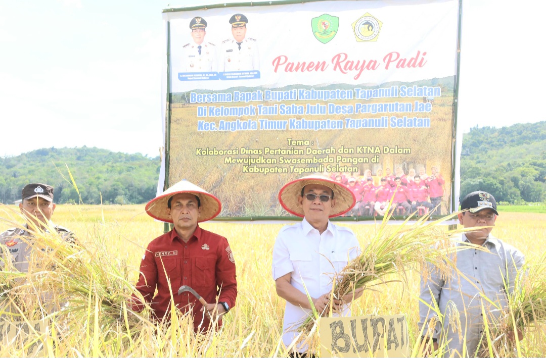 Bupati Tapsel, Gus Irawan Pasaribu, memimpin langsung panen raya padi di Desa Pargarutan Jae, Kecamatan Angkola Timur