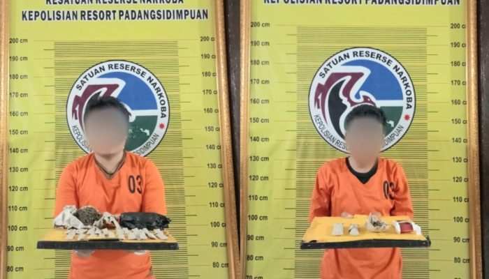 Komplit, Polres Padangsidimpuan Ungkap Komplotan Pengedar dan Pemasok Ganja
