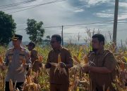 Komit Jaga Ketahanan Pangan, Waka Polres Tapsel Pimpin Panen Raya Jagung