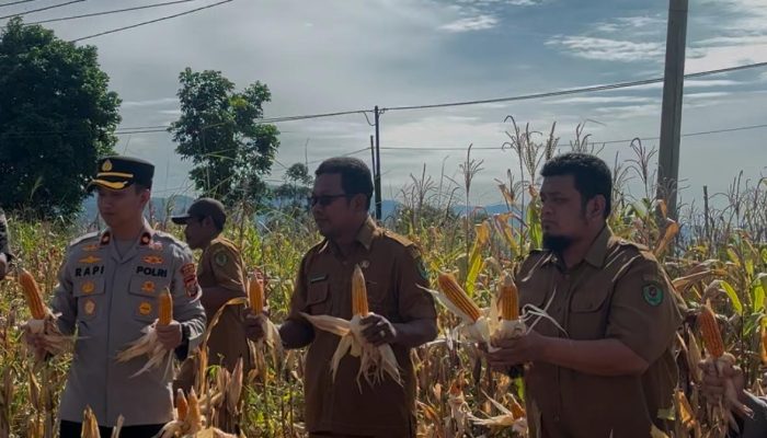 Komit Jaga Ketahanan Pangan, Waka Polres Tapsel Pimpin Panen Raya Jagung