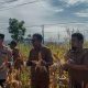 Waka Polres Tapsel, Kompol Rapi Pinakri, saat pelaksanaan panen raya jagung di Lahan Astaka