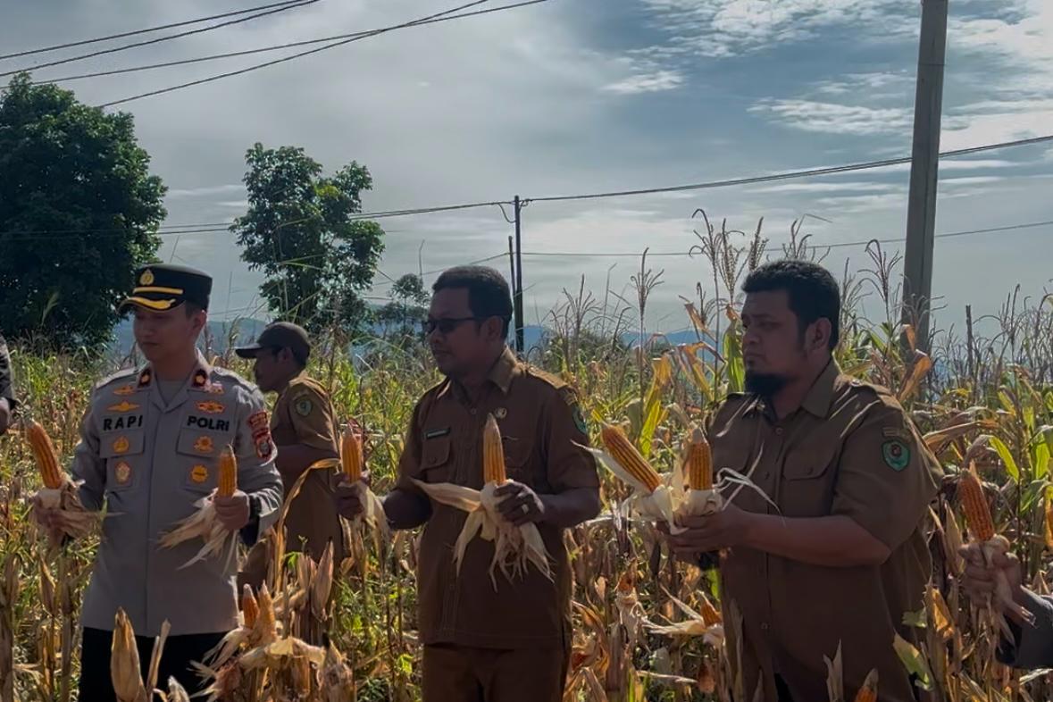 Waka Polres Tapsel, Kompol Rapi Pinakri, saat pelaksanaan panen raya jagung di Lahan Astaka