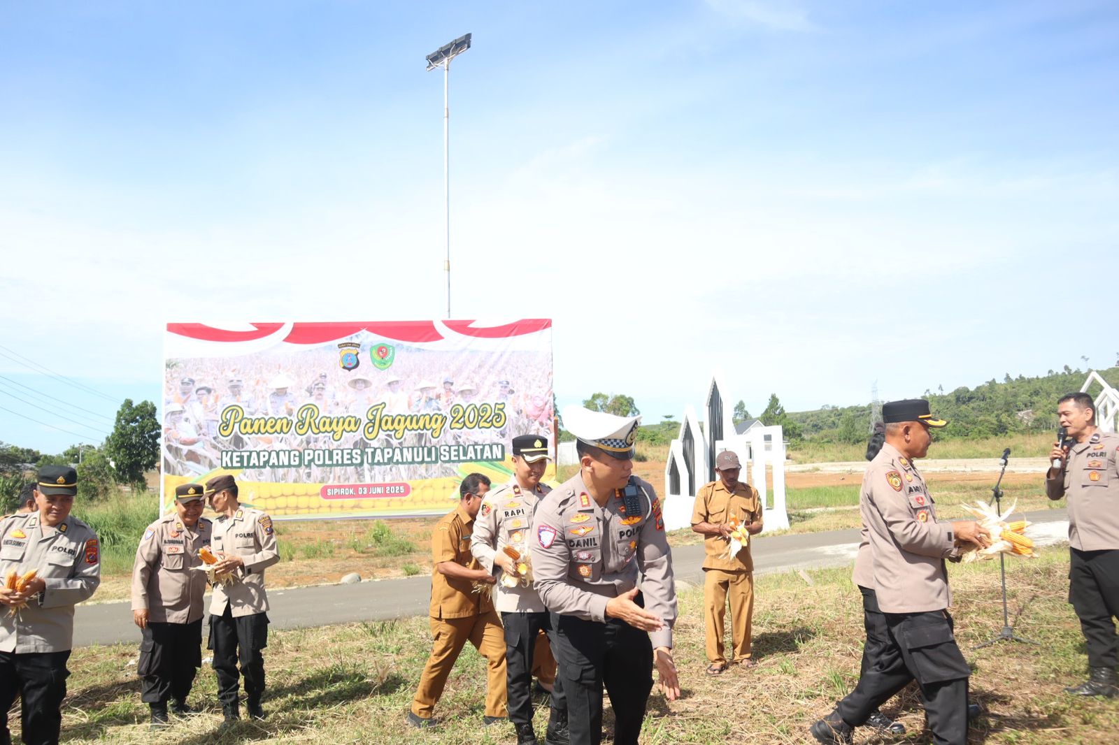 Suasana panen raya jagung di di Lahan Astaka Pemkab Tapsel di Desa Tolang, Kecamatan Sipirok
