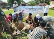 PT NSHE dan PLN Nusantara Salurkan 6 Ekor Hewan Kurban ke Masyarakat Tapsel