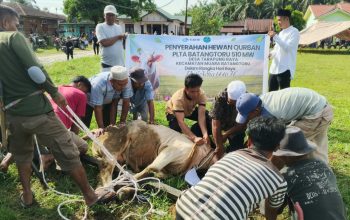 PT NSHE dan PLN Nusantara Salurkan 6 Ekor Hewan Kurban ke Masyarakat Tapsel