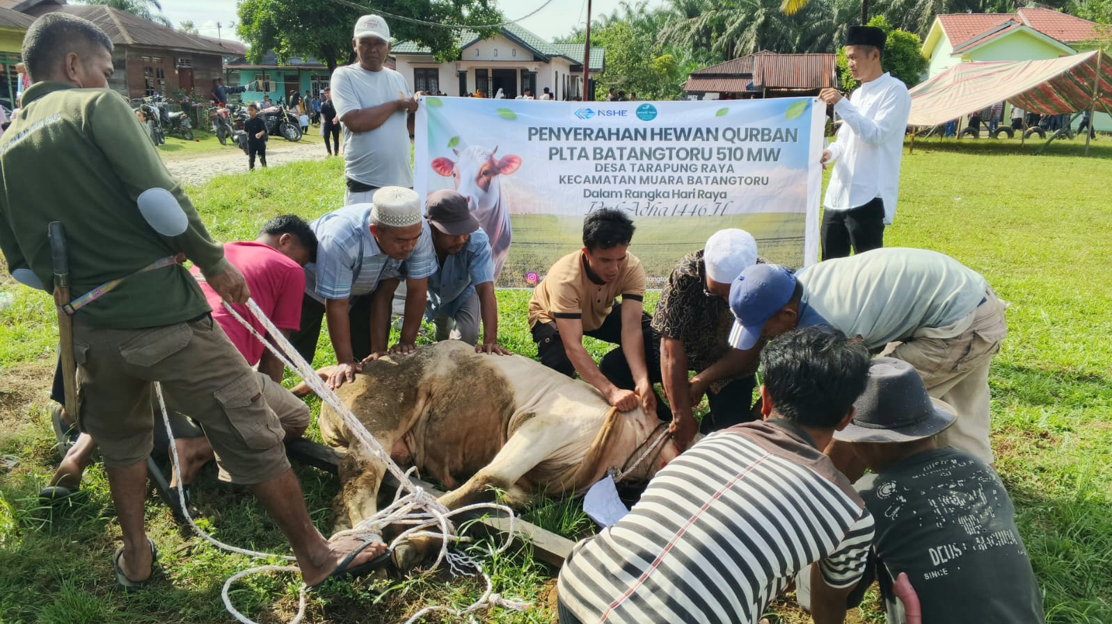 Pelaksanaan penyembelihan hewan dari PT NSHE yang bersinergi dengan PLN Nusantara Renewables di salah satu Desa yang menerima seekor lembu kurban