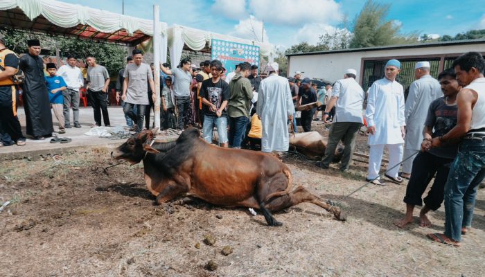 Idul Adha, Polres Tapsel Sembelih 16 Hewan Kurban untuk Masyarakat
