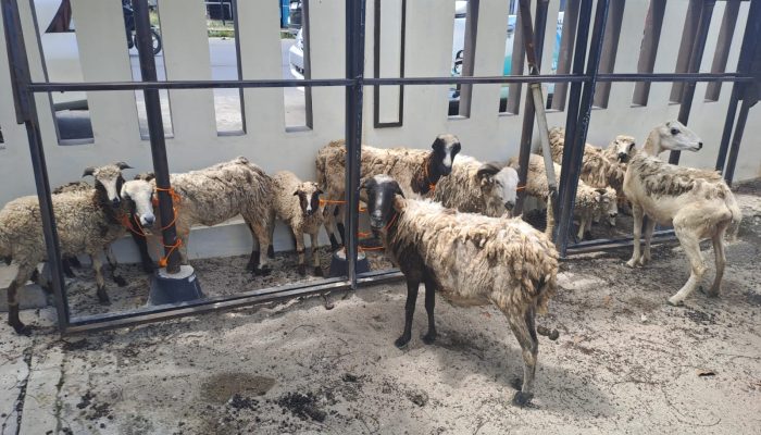 Diangkut Pakai Mobil, Warga Tapsel Curi 12 Ekor Kambing di Sidimpuan