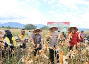 Sekda dan Kapolres Tapsel Panen Raya Jagung Serentak Kuartal II