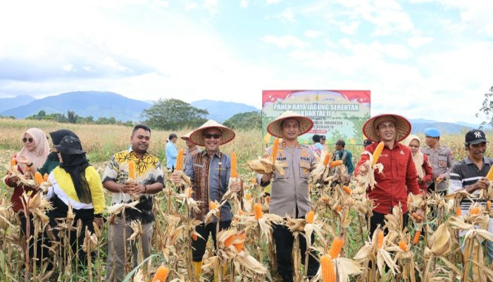 Sekda dan Kapolres Tapsel Panen Raya Jagung Serentak Kuartal II 