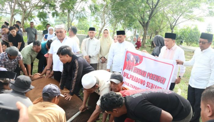 Wabup Salurkan Sapi Kurban Presiden ke Masyarakat Tapsel