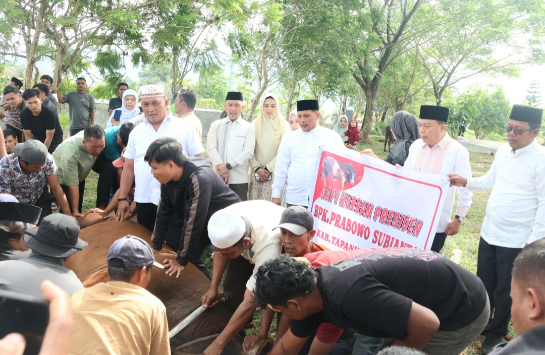 Wabup Tapsel Jafar Syahbuddin Ritonga, bersama Pimpinan DPRD Abdul Basith Dalimunthe, Sekda Sofyan Adil, dan OPD lainnya saat menyaksikan penyembelihan hewan kurban dari Presiden Prabowo usai disalurkan ke masyarakat