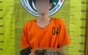 Seorang pemuda berinisial, IRH saat menunjukkan barang bukti berupa narkotika jenis ganja dengan berat Bruto 1.050 Gram atau 1 Kg lebih usai ditangkap Tim Opsnal Sat Resnarkoba Polres Padangsidimpuan