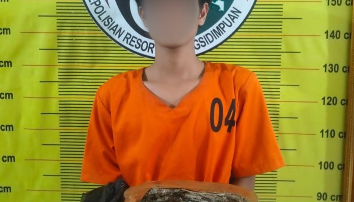 Nekad Edar Ganja 1 Kg ke Sidimpuan, Pemuda Asal Tapsel Ditangkap