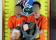 Dua petani asal Kabupaten Madina, AAR dan FS, saat menunjukkan barang bukti 1,1 Kg lebih ganja usai ditangkap Tim Opsnal Satresnarkoba Polres Padangsidimpuan