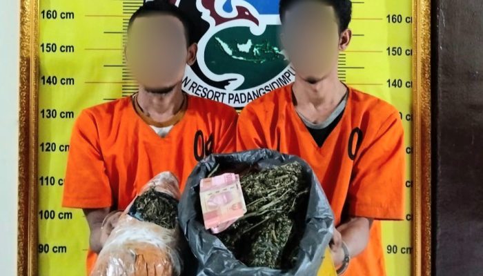 Pikul 1,1 Kg Ganja dari Madina, Dua Petani Dibekuk di Padangsidimpuan