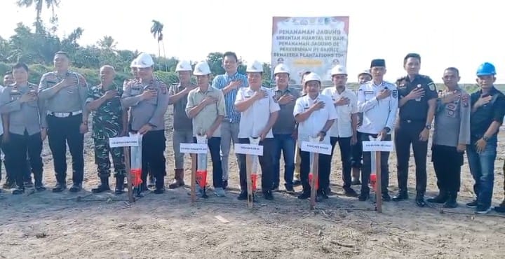 Perkebunan PT BSP Tbk Kisaran menyediakan lahan 5 Hektar untuk penanaman jagung serentak kwartal III dalam rangka mendukung program ketahanan pangan Nasional bersama Polres Batu Bara