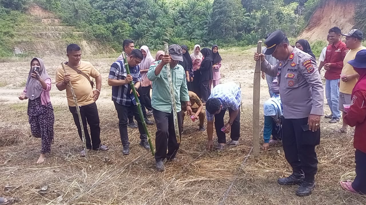 Kapolsek Batang Angkola, AKP R Triharjanto, dan jajaran turut hadir mendukung program Ketapang Nasional dengan menggelar penanaman jagung serentak
